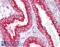 Dual Oxidase 1 antibody, 45-501, ProSci, Immunohistochemistry frozen image 