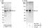 H2.0-like homeobox protein antibody, A303-584A, Bethyl Labs, Immunoprecipitation image 