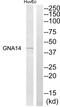G Protein Subunit Alpha 14 antibody, abx014516, Abbexa, Western Blot image 