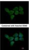 Calmodulin-like protein 3 antibody, NBP2-15667, Novus Biologicals, Immunocytochemistry image 