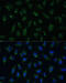 BAP antibody, 19-397, ProSci, Immunofluorescence image 