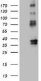 Protein C Receptor antibody, TA805770, Origene, Western Blot image 