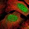 Meiosis Regulator For Oocyte Development antibody, PA5-65713, Invitrogen Antibodies, Immunofluorescence image 