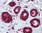 ELOVL Fatty Acid Elongase 5 antibody, TA341323, Origene, Immunohistochemistry frozen image 