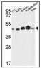 NADH dehydrogenase [ubiquinone] iron-sulfur protein 2, mitochondrial antibody, AP52844PU-N, Origene, Western Blot image 