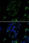 BOC Cell Adhesion Associated, Oncogene Regulated antibody, LS-C748498, Lifespan Biosciences, Immunofluorescence image 