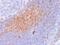 CD81 Molecule antibody, 33-829, ProSci, Immunohistochemistry frozen image 