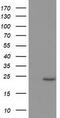 Suppressor Of Cytokine Signaling 3 antibody, CF503055, Origene, Western Blot image 