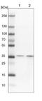 Exosome Component 7 antibody, NBP1-84933, Novus Biologicals, Western Blot image 