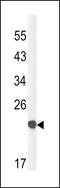 Claudin 23 antibody, LS-C168816, Lifespan Biosciences, Western Blot image 