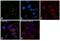 Heat shock 70 kDa protein 1A/1B antibody, MA3-008, Invitrogen Antibodies, Immunofluorescence image 