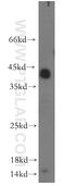 Epidermal growth factor-like protein 7 antibody, 19291-1-AP, Proteintech Group, Western Blot image 