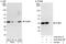 Polyglutamine Binding Protein 1 antibody, A302-802A, Bethyl Labs, Western Blot image 