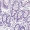 Prp1 antibody, HPA055067, Atlas Antibodies, Immunohistochemistry paraffin image 