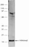 Di-Methyl-Histone H3 antibody, 49-1004, Invitrogen Antibodies, Western Blot image 