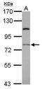 RAS guanyl-releasing protein 4 antibody, PA5-21597, Invitrogen Antibodies, Western Blot image 