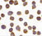 I-FLICE antibody, 1161, ProSci Inc, Immunocytochemistry image 