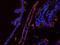 C-X-C Motif Chemokine Ligand 13 antibody, orb389317, Biorbyt, Immunofluorescence image 