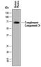 Complement C9 antibody, AF8126, R&D Systems, Western Blot image 