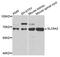 Solute Carrier Family 6 Member 2 antibody, abx005952, Abbexa, Western Blot image 
