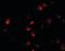 APC Regulator Of WNT Signaling Pathway 2 antibody, orb89868, Biorbyt, Immunofluorescence image 