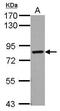 IK Cytokine antibody, GTX123169, GeneTex, Western Blot image 