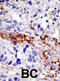 Ubiquitin carboxyl-terminal hydrolase 21 antibody, abx031553, Abbexa, Immunohistochemistry frozen image 