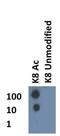Histone Cluster 4 H4 antibody, NB21-2044, Novus Biologicals, Dot Blot image 