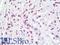 Forkhead Box O3 antibody, LS-B9906, Lifespan Biosciences, Immunohistochemistry frozen image 