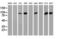 Phosphofructokinase, Platelet antibody, LS-C173559, Lifespan Biosciences, Western Blot image 
