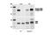 Protein Kinase N1 antibody, 2611S, Cell Signaling Technology, Western Blot image 