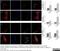 Desmoplakin antibody, 2722-5204, Bio-Rad (formerly AbD Serotec) , Immunohistochemistry frozen image 