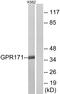 Probable G-protein coupled receptor 171 antibody, A14498-1, Boster Biological Technology, Western Blot image 