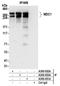 Mediator of DNA damage checkpoint protein 1 antibody, A300-051A, Bethyl Labs, Immunoprecipitation image 