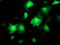 Akt antibody, TA504230, Origene, Immunofluorescence image 