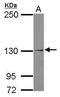 Janus Kinase 1 antibody, PA5-34811, Invitrogen Antibodies, Western Blot image 