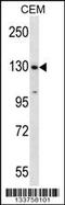 SF3b155 antibody, 57-247, ProSci, Western Blot image 