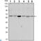 Serine/Threonine Kinase 11 antibody, LS-C812684, Lifespan Biosciences, Western Blot image 