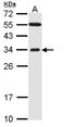 F-Box Protein 2 antibody, LS-C185664, Lifespan Biosciences, Western Blot image 