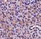 CD93 Molecule antibody, orb156317, Biorbyt, Immunohistochemistry paraffin image 