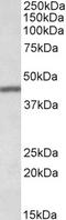 Transcription Factor B2, Mitochondrial antibody, EB10931, Everest Biotech, Western Blot image 