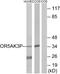 Putative olfactory receptor 5AK3 antibody, A30893, Boster Biological Technology, Western Blot image 