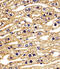 STE20-related kinase adapter protein alpha antibody, 61-060, ProSci, Immunofluorescence image 