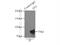 Denticleless protein homolog antibody, 12896-1-AP, Proteintech Group, Immunoprecipitation image 