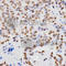Histone Cluster 4 H4 antibody, A2371, ABclonal Technology, Immunohistochemistry paraffin image 