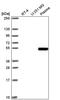 Zinc finger CCCH-type with G patch domain-containing protein antibody, PA5-66034, Invitrogen Antibodies, Western Blot image 