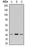 FGF1 Intracellular Binding Protein antibody, orb341081, Biorbyt, Western Blot image 
