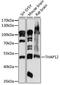 THAP Domain Containing 12 antibody, 15-867, ProSci, Western Blot image 