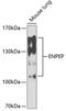 Glutamyl Aminopeptidase antibody, 22-543, ProSci, Western Blot image 