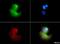 VLDL receptor antibody, NBP1-78162, Novus Biologicals, Immunofluorescence image 